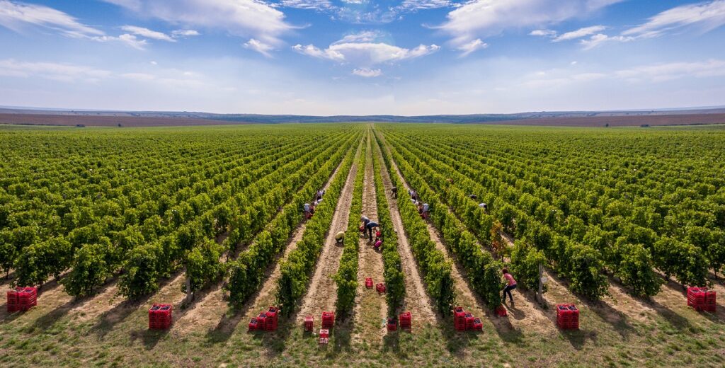 Unskilled labor picks grapes during harvest